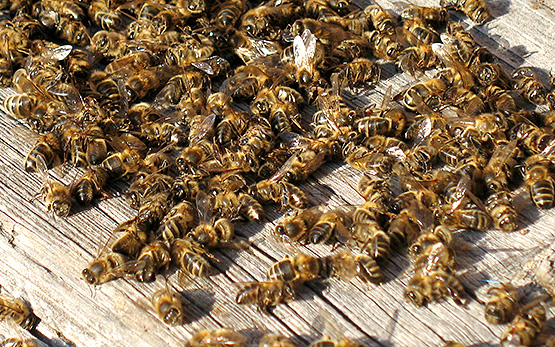 Au nom de la « souveraineté » , les députés approuvent le retour des pesticides tueurs d'abeilles