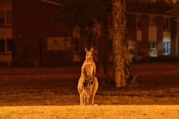 Australie : La catastrophe est inestimable, plus d'un milliard d'animaux sont morts